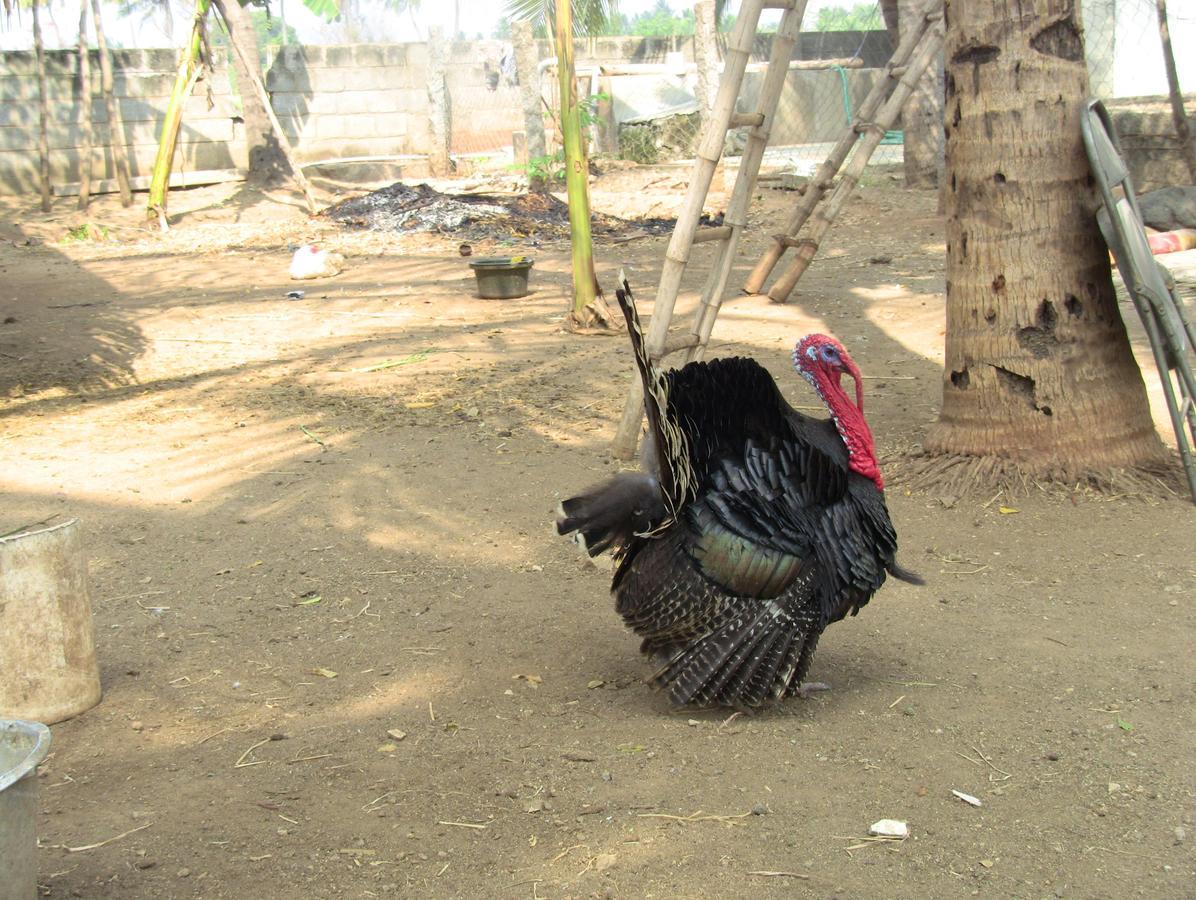 Holiyday In Vgf Farm House Dānishpet 외부 사진